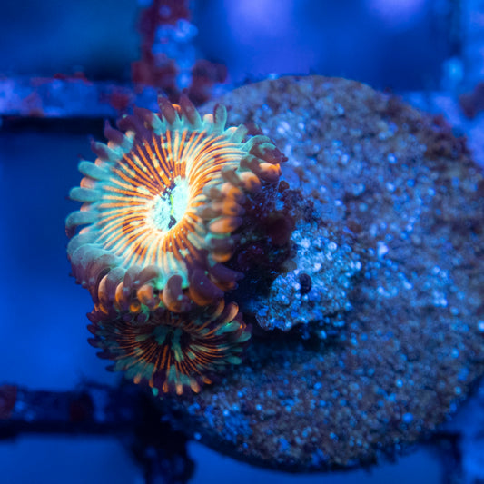 White Zombie  Zoas WYSIWYG coral from AquaGemCorals