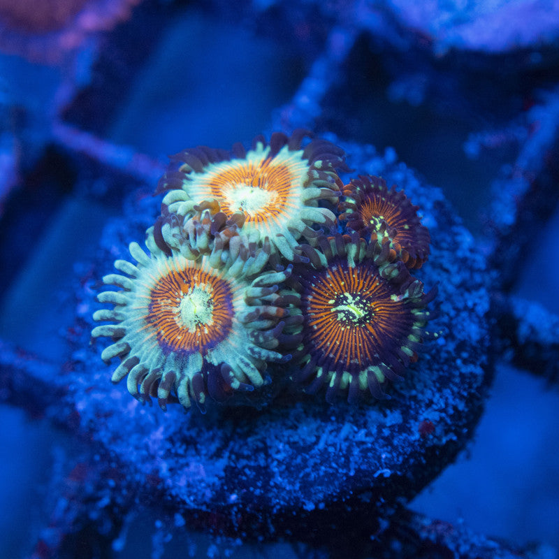 White Zombie Zoas WYSIWYG live coral for sale at AquaGemCorals