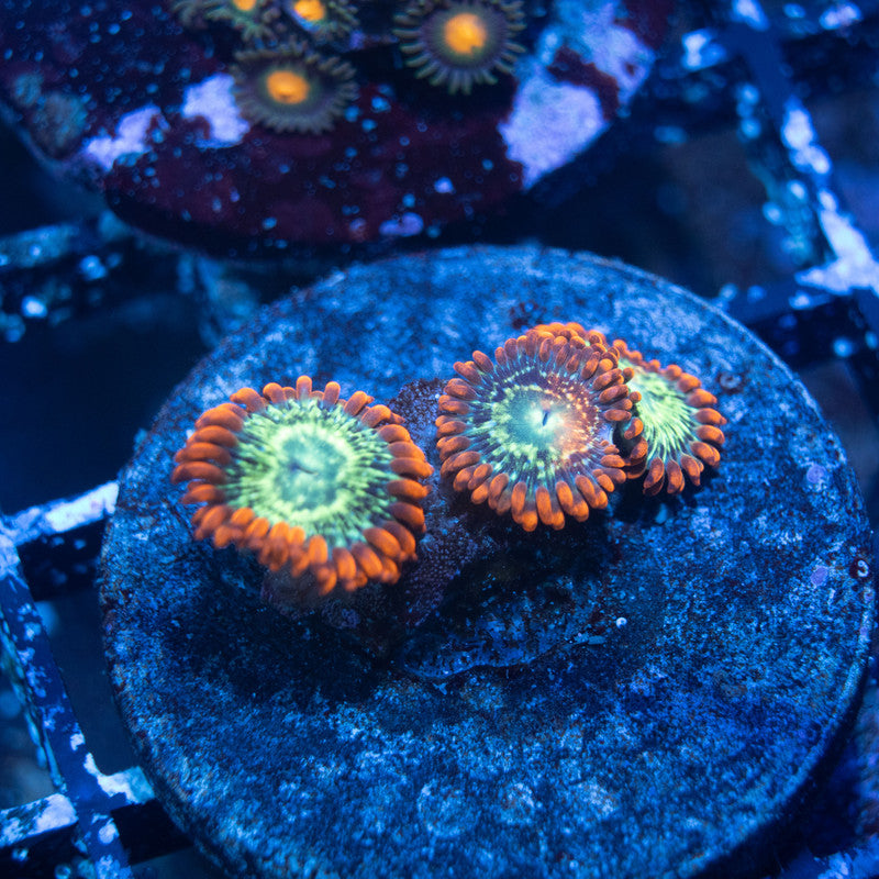 Whomping Stick Zoanthid