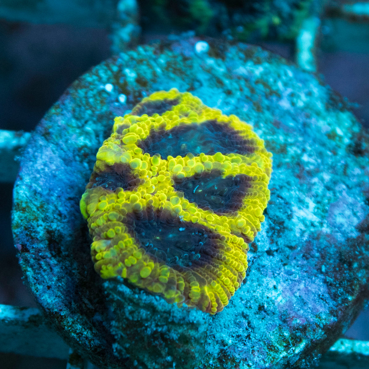 Wolverine Favia coral frag from AquaGem Corals