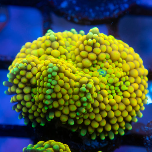 Yellow Flordia Ricordia Mushroom