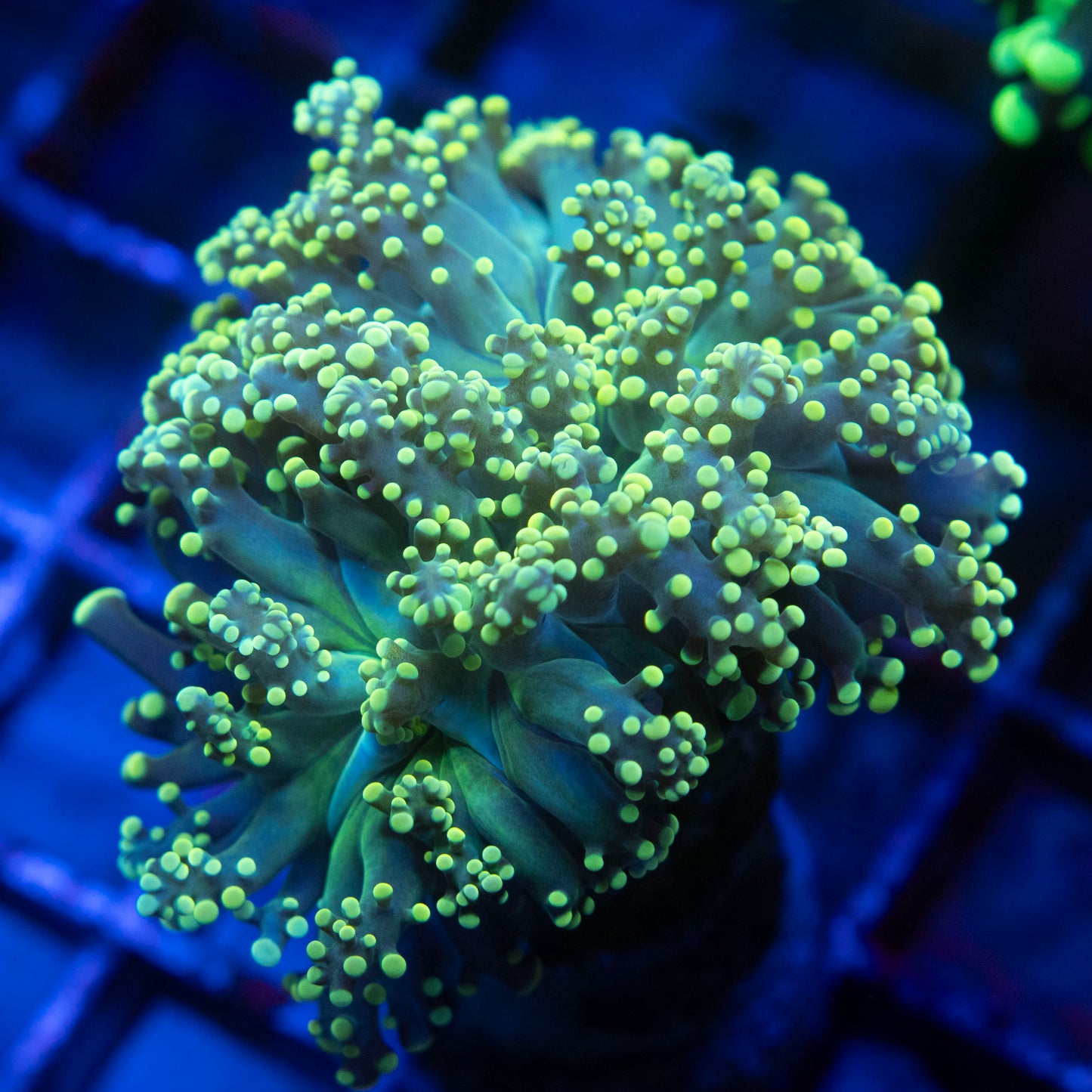 Yellow Octospawn WYSIWYG coral from AquaGemCorals