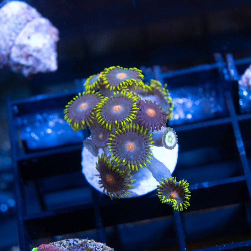 Yellow Rim Zoas - AquaGemCorals