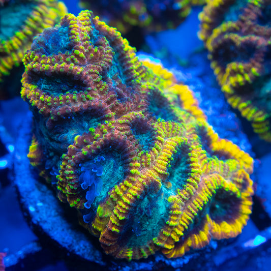 Yellow Submarine Favia (1) WYSIWYG coral from AquaGemCorals