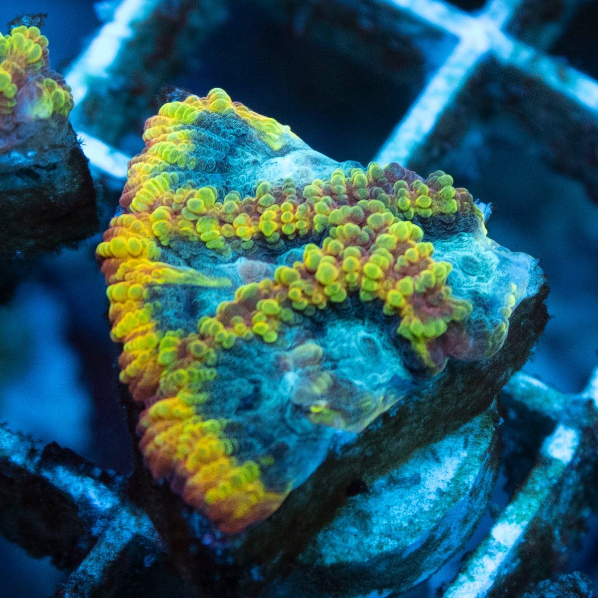 Yellow Submarine Favia coral frag from AquaGem Corals