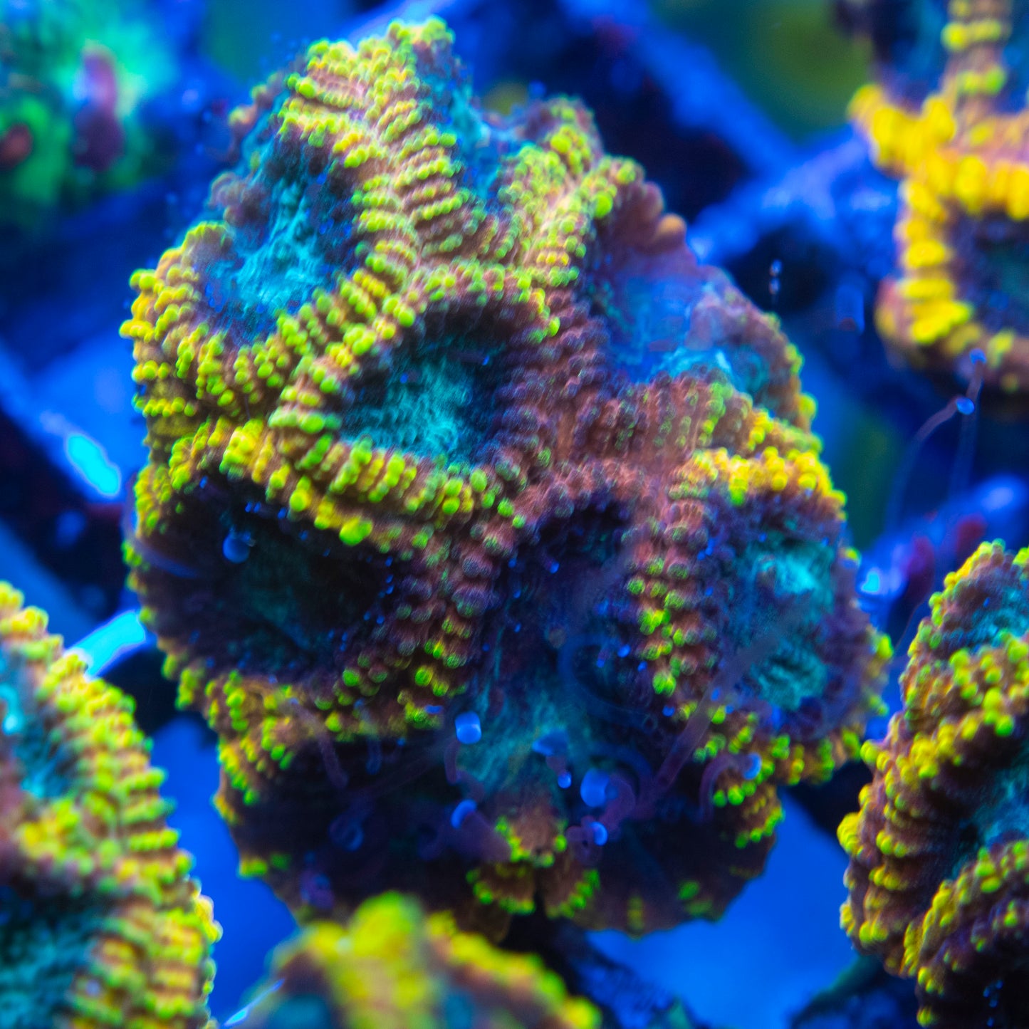 Yellow Submarine Favia (2) WYSIWYG coral from AquaGemCorals