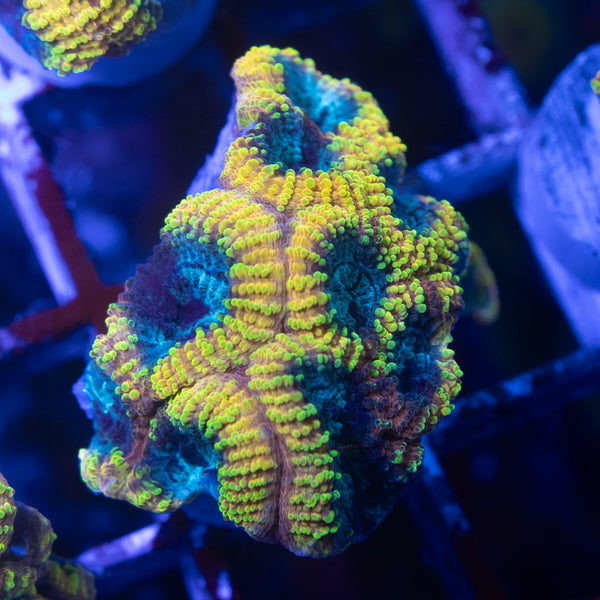 Yellow Submarine Favia