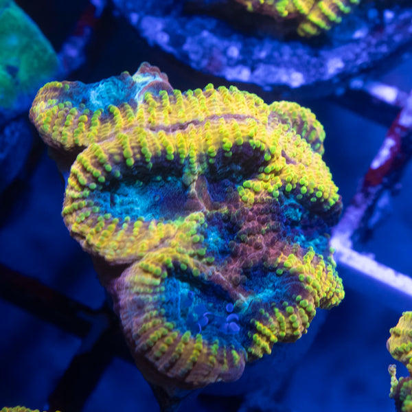 Yellow Submarine Favia