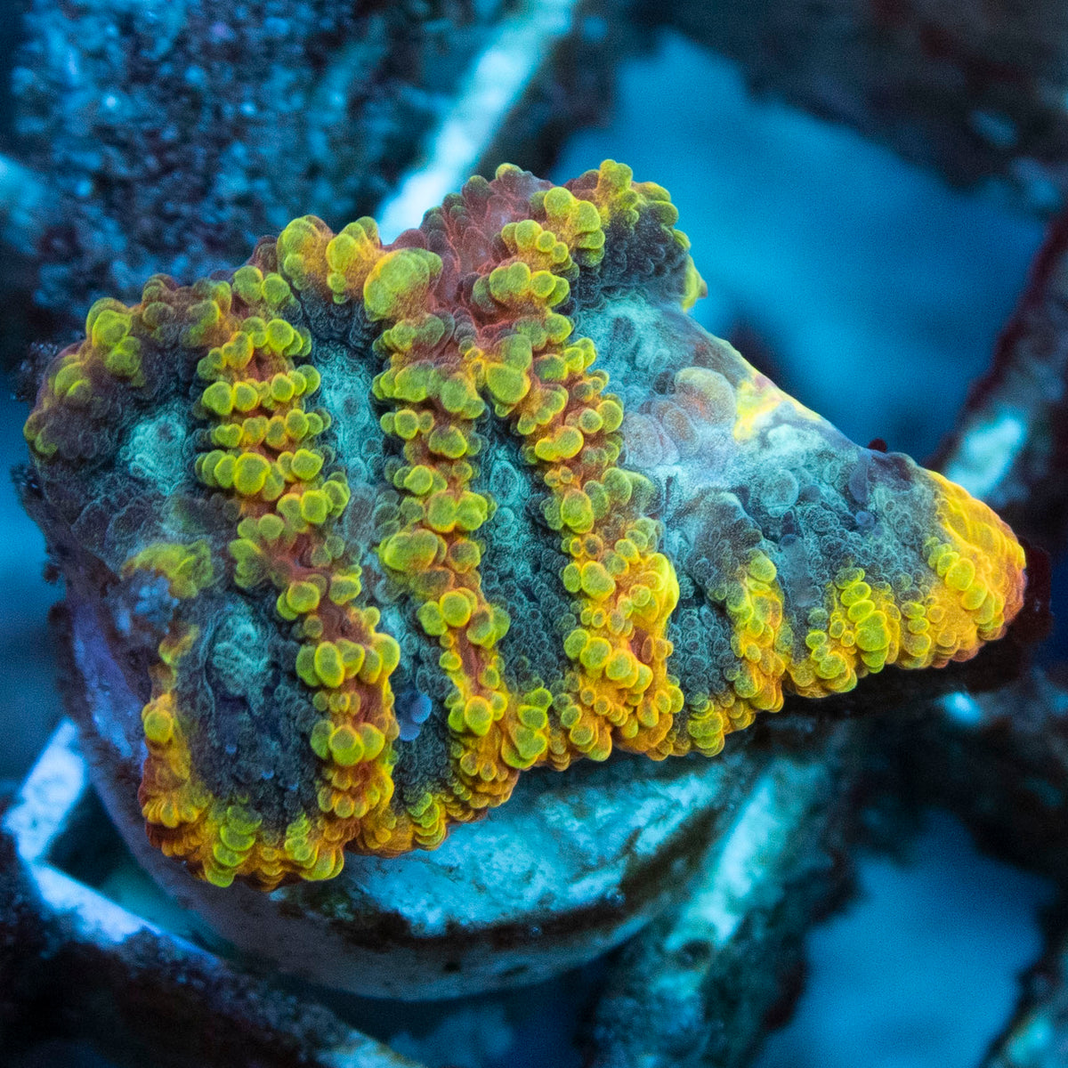 Yellow Submarine Favia coral frag from AquaGem Corals