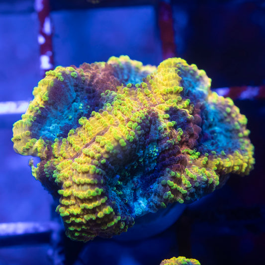 Yellow Submarine Favia