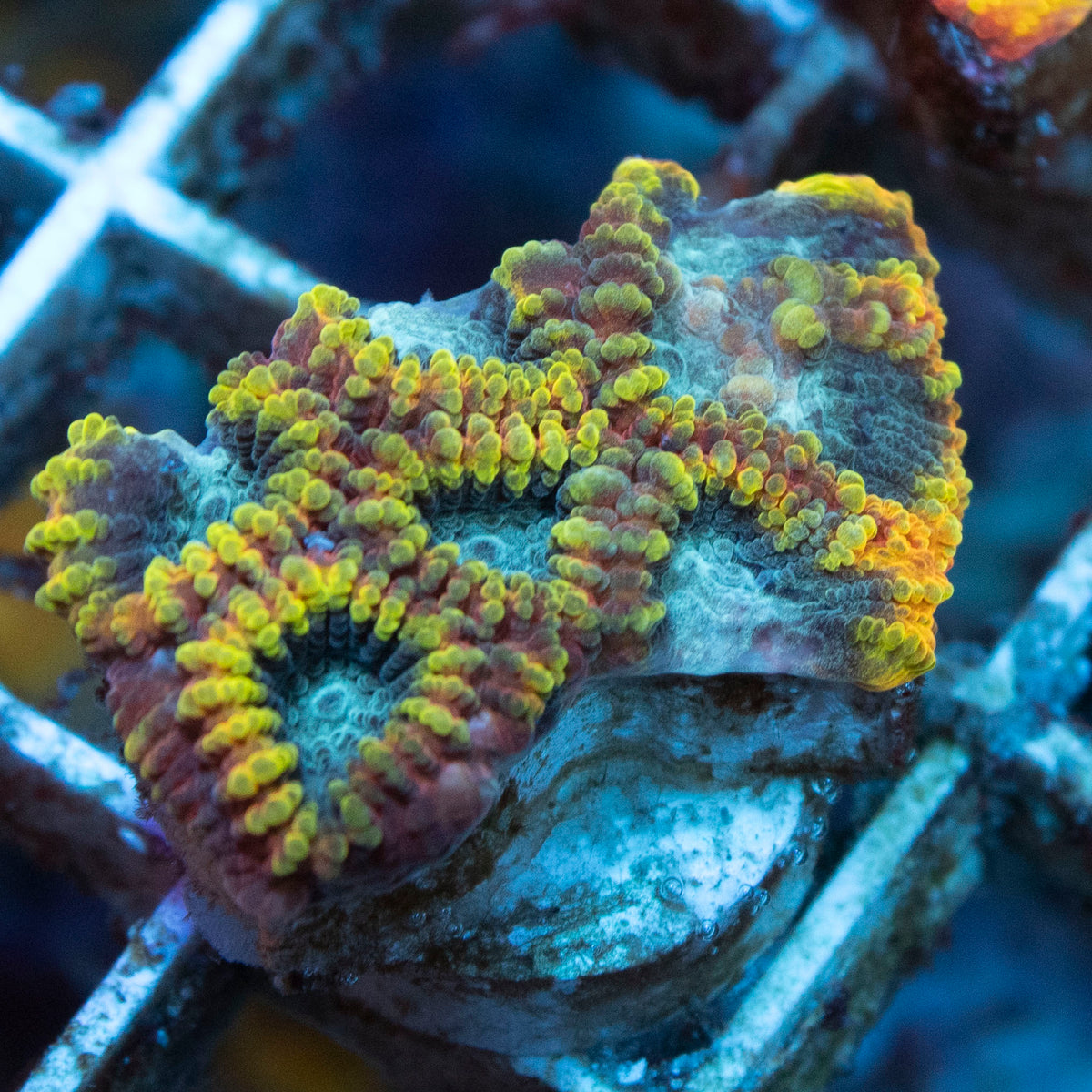 Yellow Submarine Favia coral frag from AquaGem Corals