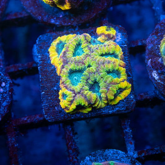 Yellow Submarine Favia