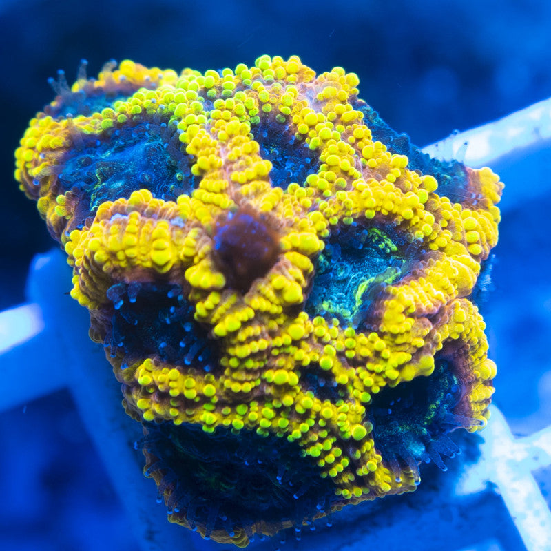 Yellow Submarine Favia live coral for reef aquarium