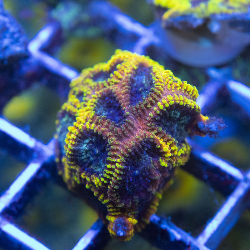 Yellow Submarine Favia WYSIWYG live coral for sale at AquaGemCorals