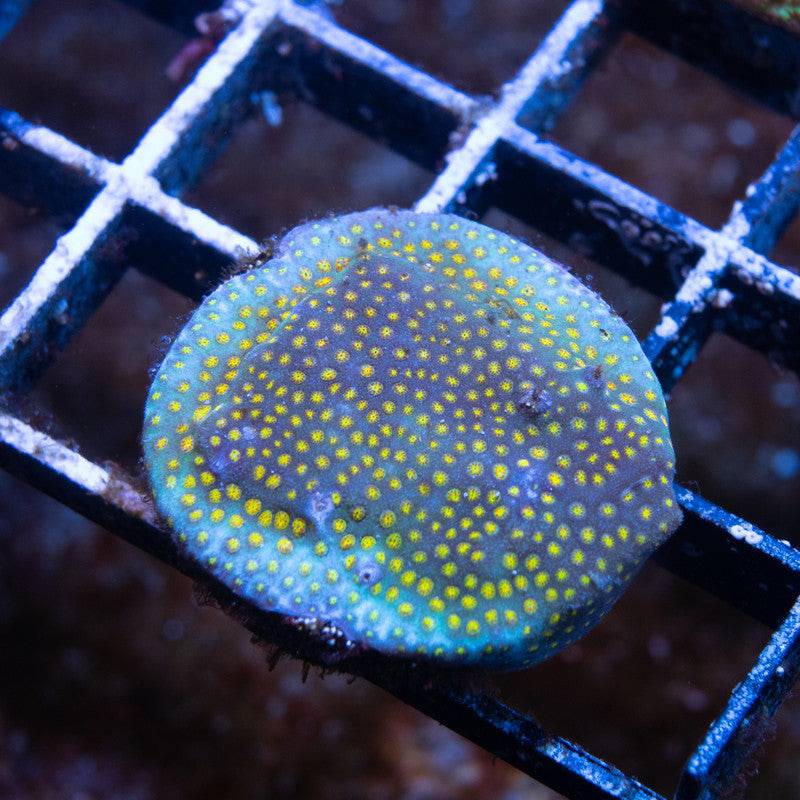 Yellow eyes Porites - AquaGemCorals