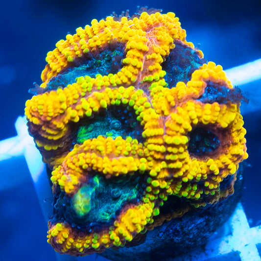 Yellow Submarine Favia