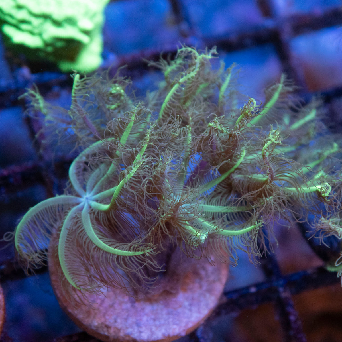 anthelia coral coral frag from AquaGem Corals