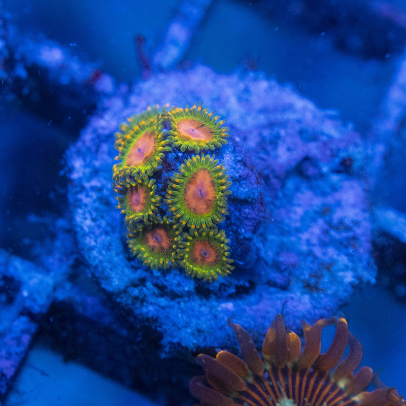 awesome blossom zoa WYSIWYG live coral for sale at AquaGemCorals