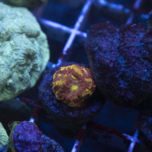 blood diamond favia (3)