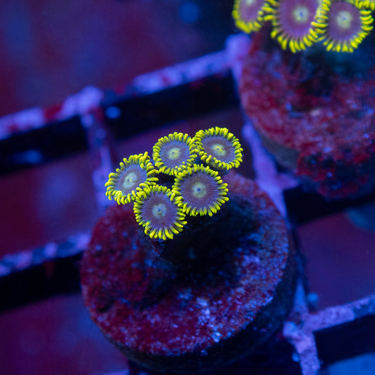 blue alien Zoa