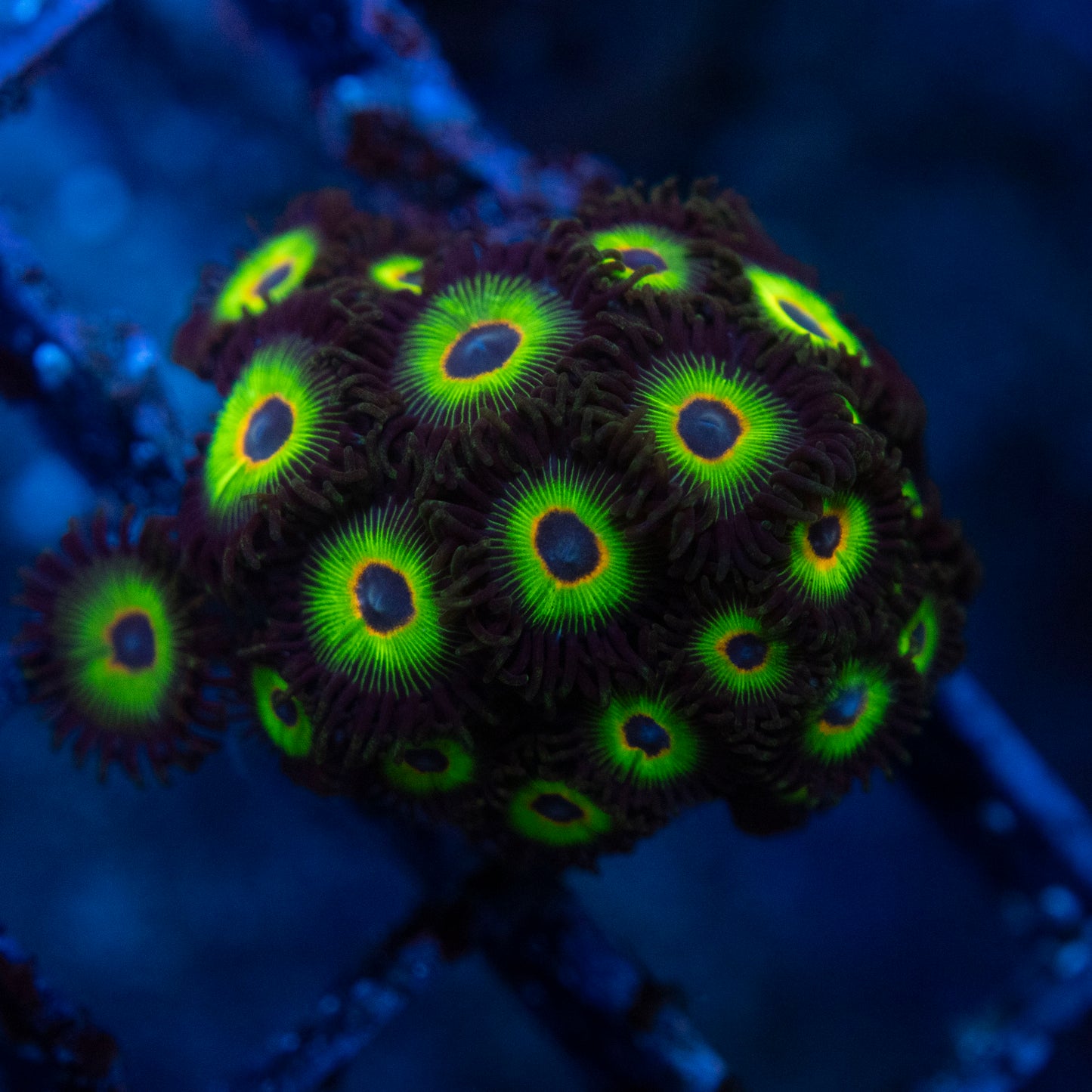 bob marley zoanthids  WYSIWYG coral from AquaGemCorals