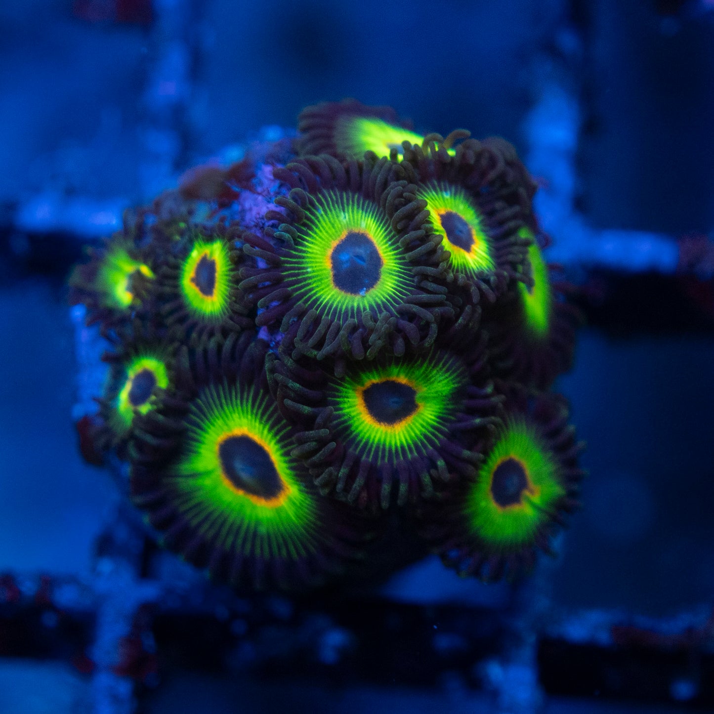 bob marley zoanthids  WYSIWYG coral from AquaGemCorals