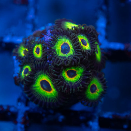 bob marley zoanthids  WYSIWYG coral from AquaGemCorals