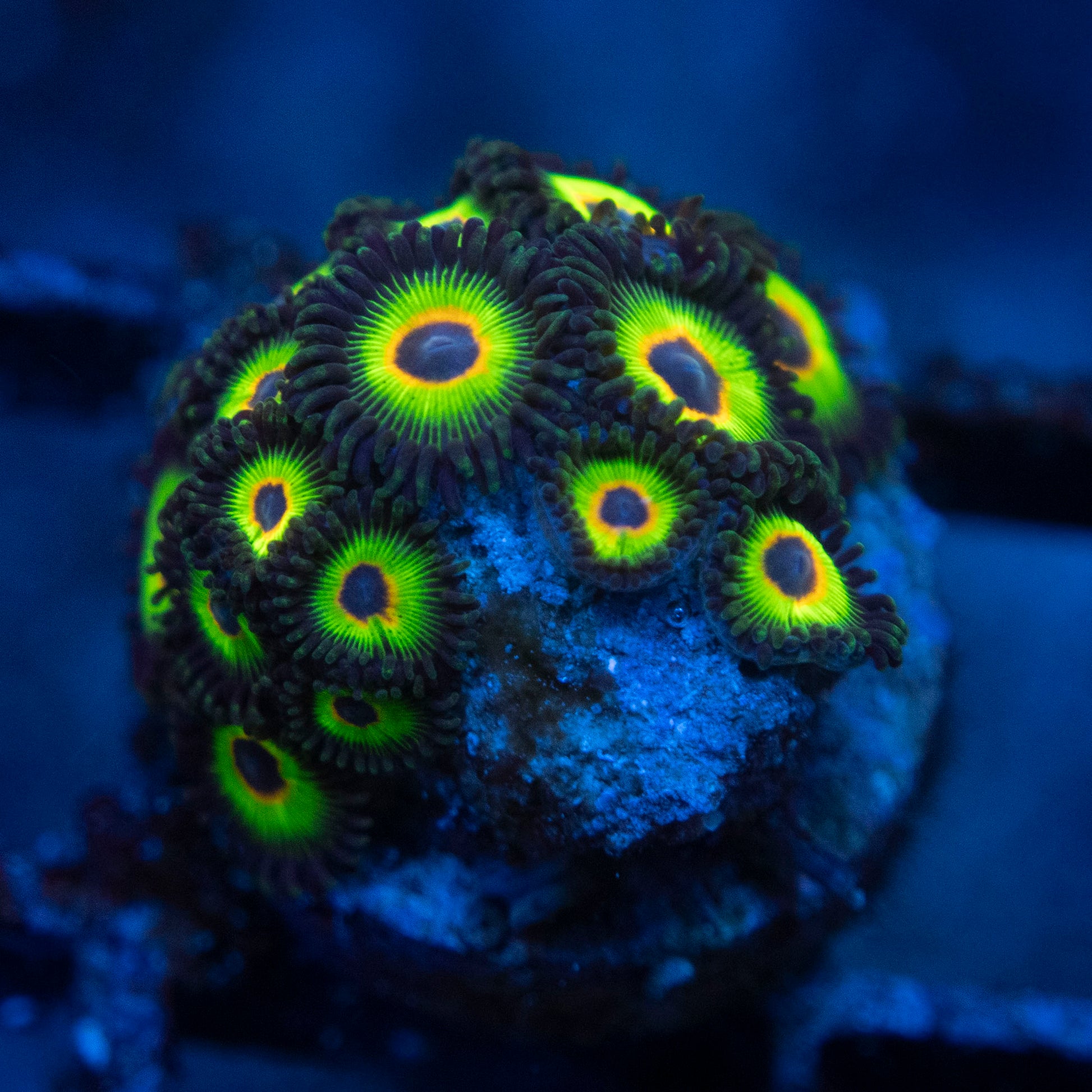 bob marley zoanthids  WYSIWYG coral from AquaGemCorals