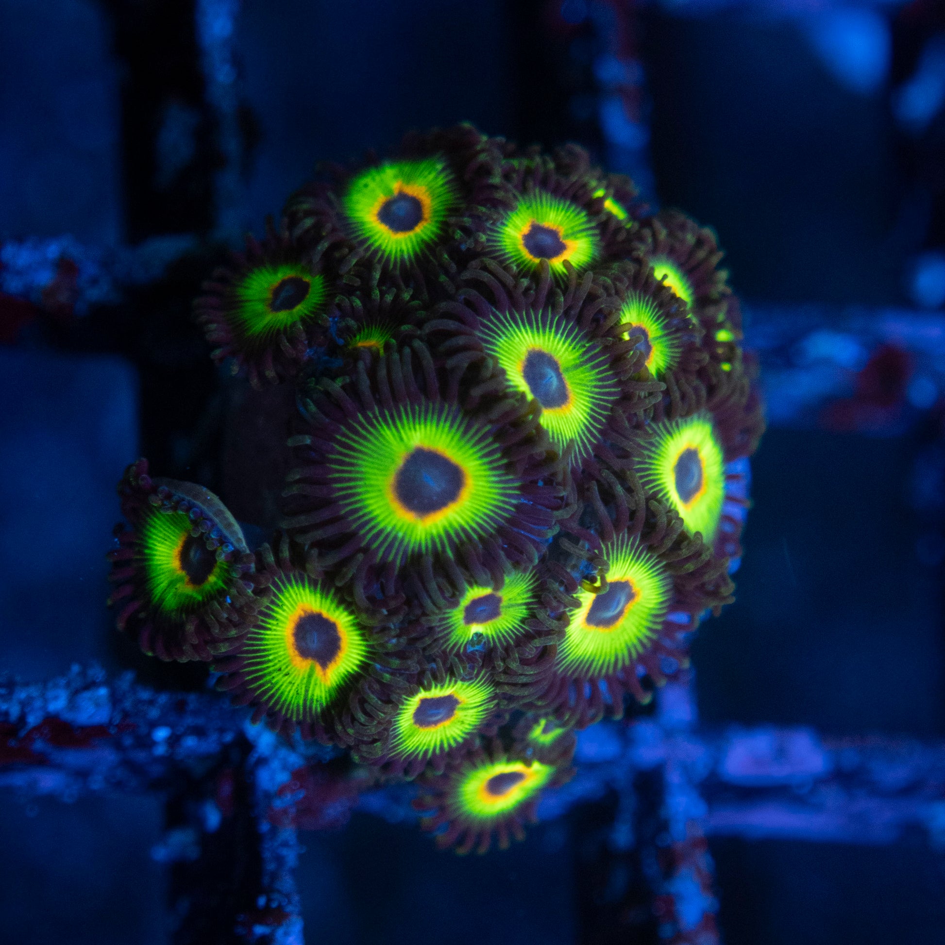 bob marley zoanthids WYSIWYG coral from AquaGemCorals