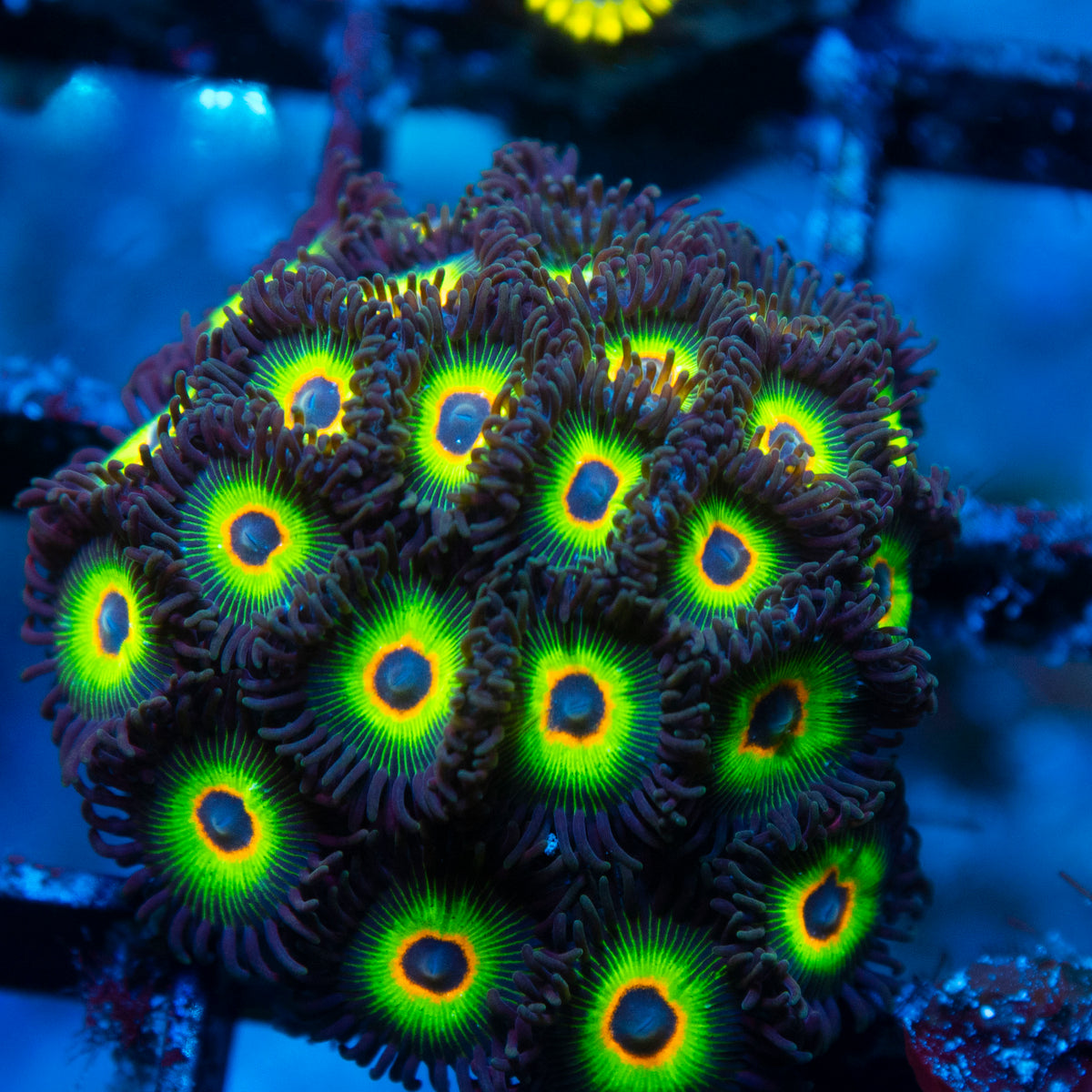 bob marley zoas live reef coral - AquaGemCorals