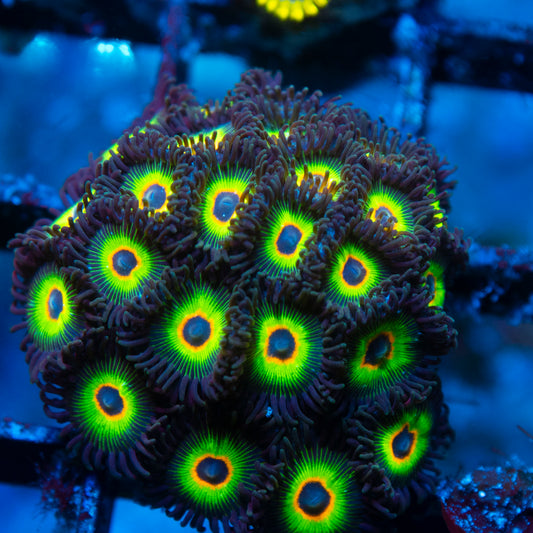 bob marley zoas live reef coral - AquaGemCorals