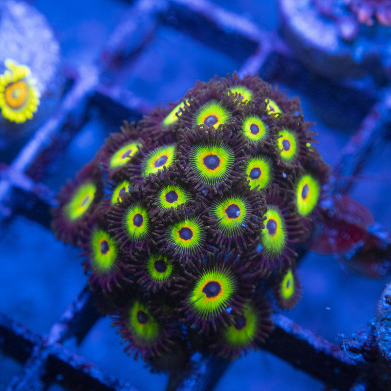 bob marley zoas WYSIWYG live coral for sale at AquaGemCorals