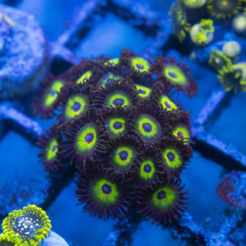 bob marley zoas WYSIWYG live coral for sale at AquaGemCorals