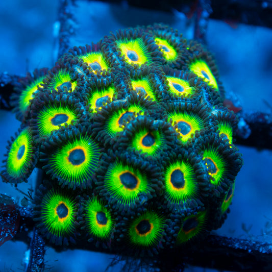 bob marley zoas live reef coral - AquaGemCorals