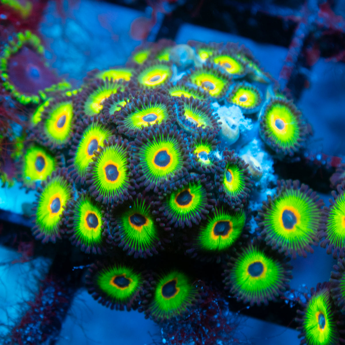 bob marley zoas