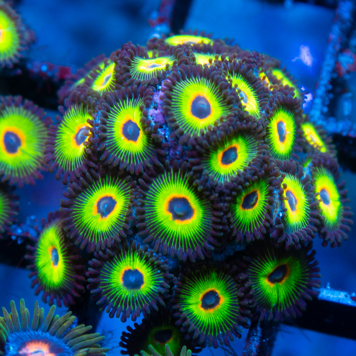 bob marley zoas