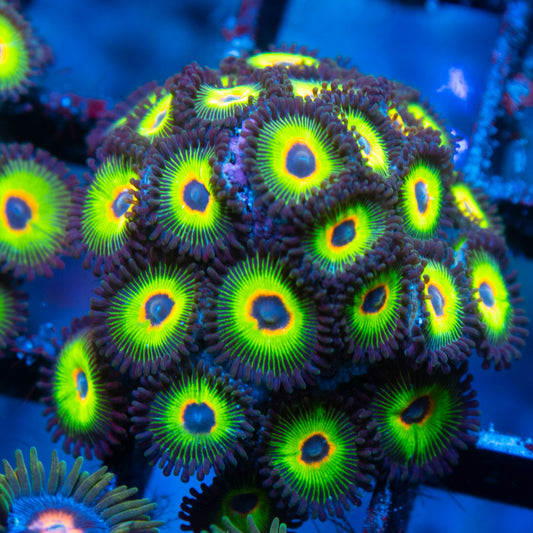 bob marley zoas