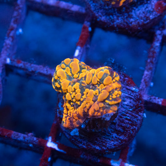 cc cloudberry chalice