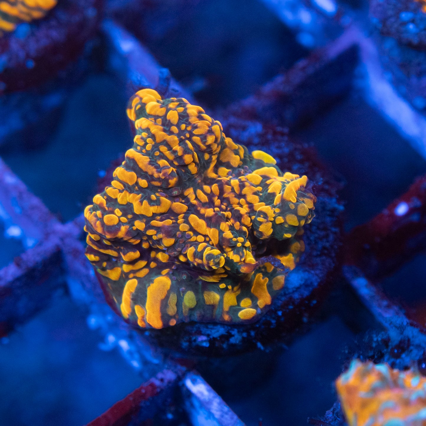 cc cloudberry chalice