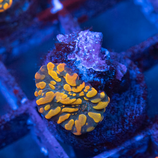 cc cloudberry chalice