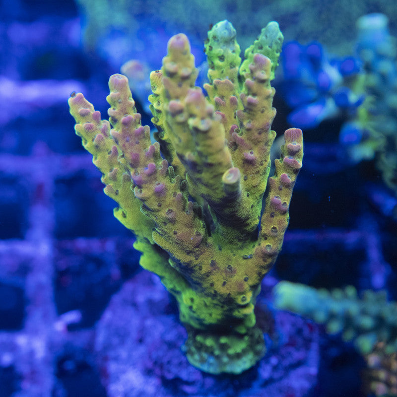 dan aykroyd acropora WYSIWYG live coral for sale at AquaGemCorals