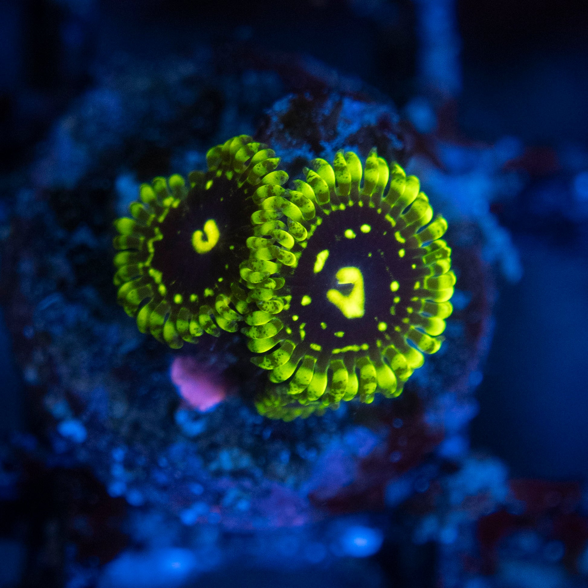 exosphere zoas  WYSIWYG coral from AquaGemCorals