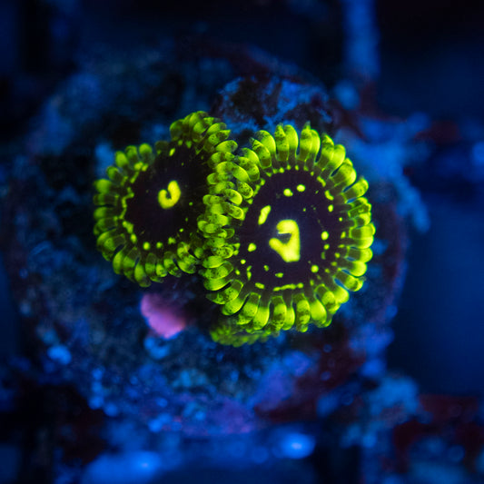 exosphere zoas  WYSIWYG coral from AquaGemCorals