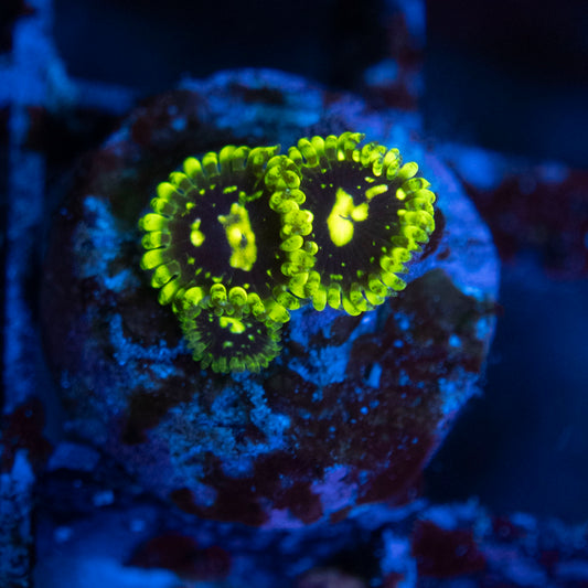 exosphere zoas WYSIWYG coral from AquaGemCorals