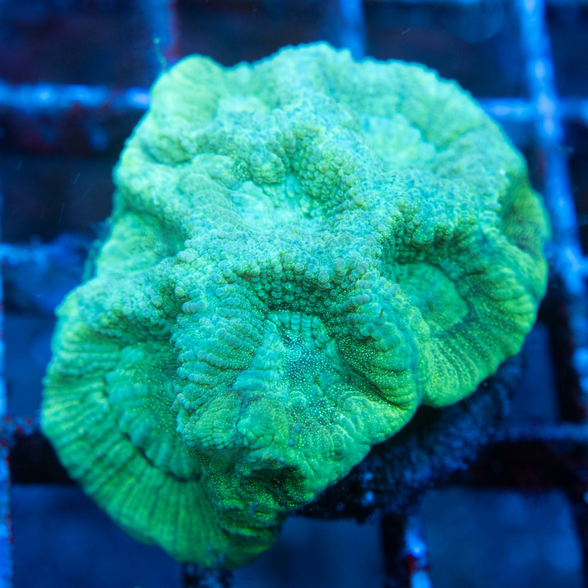 goniastrea WYSIWYG coral from AquaGemCorals