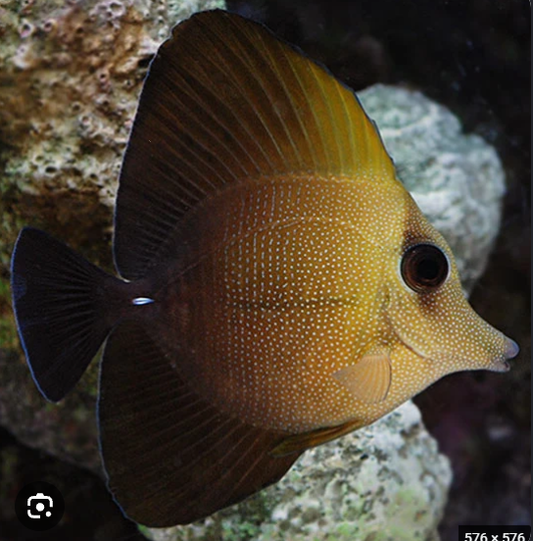 Scopas Tang