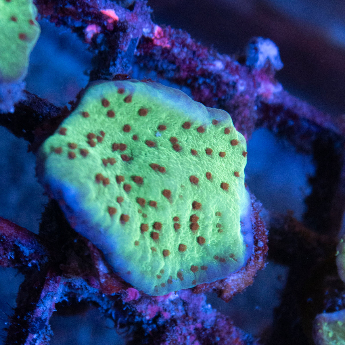 jedi mind trick montipora coral frag from AquaGem Corals