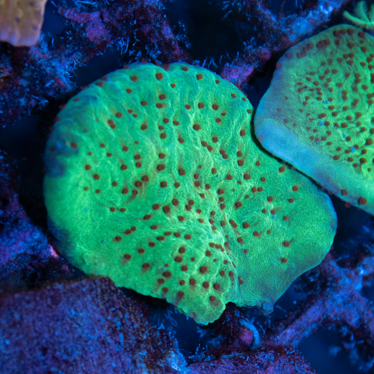 jedi mind trick montipora coral frag from AquaGem Corals