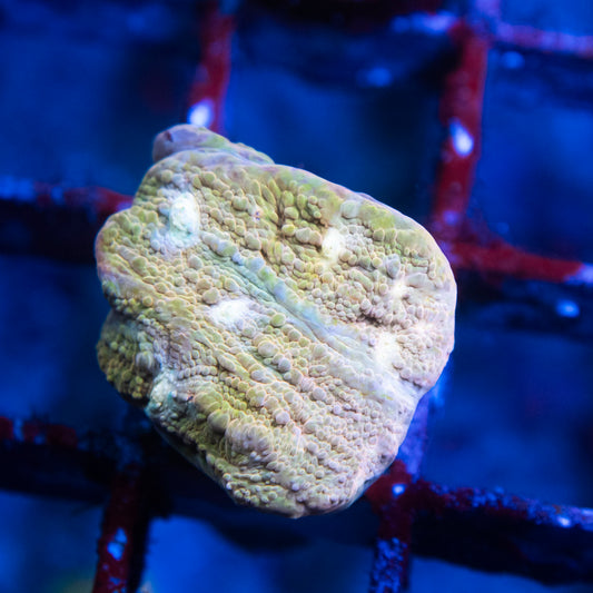 jf orange zombie chalice