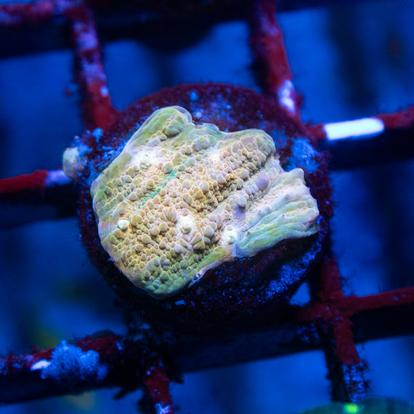 jf orange zombie chalice